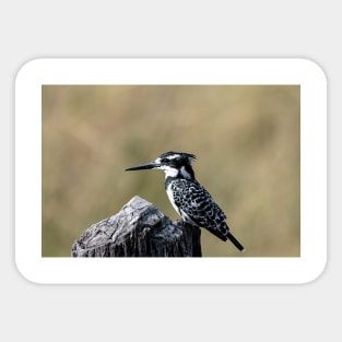 Pied Kingfisher Sticker